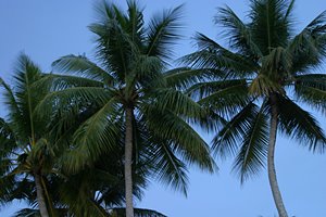 夕風に涼む椰子の木たち