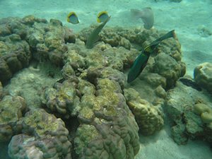 珊瑚をつつく魚たち