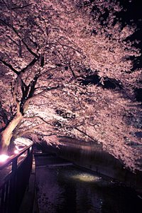 夜桜の川辺