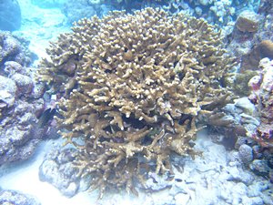 珊瑚の枝