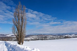 冬の青空とポプラ