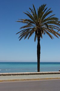 地中海の椰子