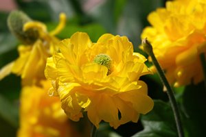 バレンシアの黄色い花