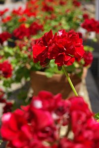 ワイン倉の赤い花