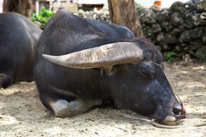 水牛は座って眠ります