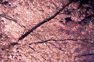 夜桜の枝