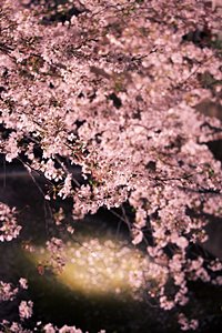 スポットに浮かぶ桜