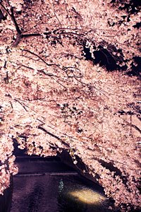 光の桜