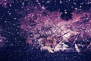 桜嵐の銀河