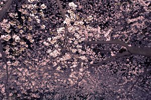 夜桜の牡丹（ランドスケープ）