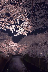 夜桜の小川