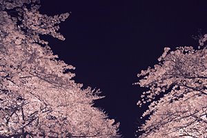 桜光の夜空