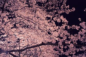 夜桜の絨毯II