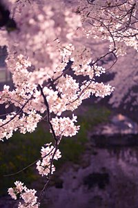川縁の夜桜I