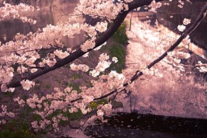 桜色の時刻