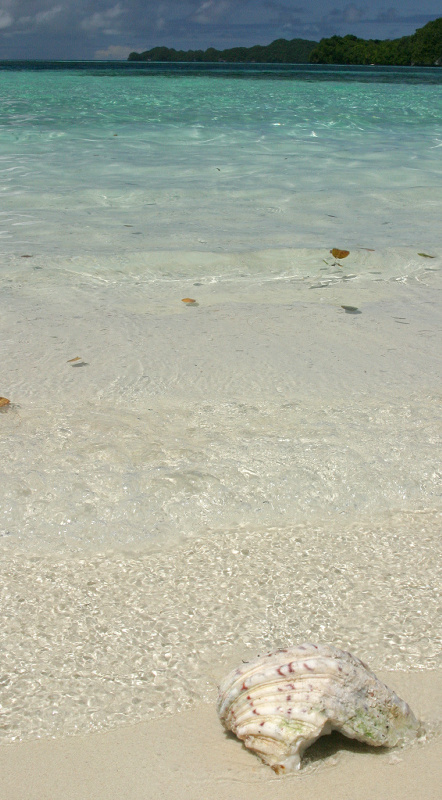 透き通った海の砂浜に巻き貝の貝殻が打ち上げられていた
