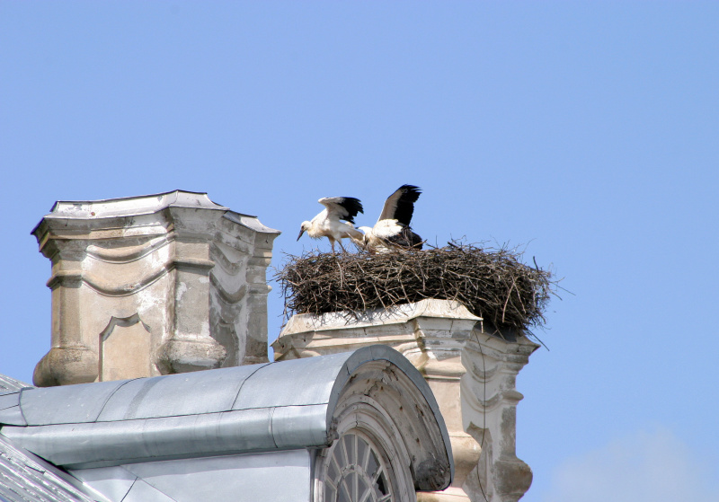 宮殿の煙突の上にコウノトリが巣を作っている
